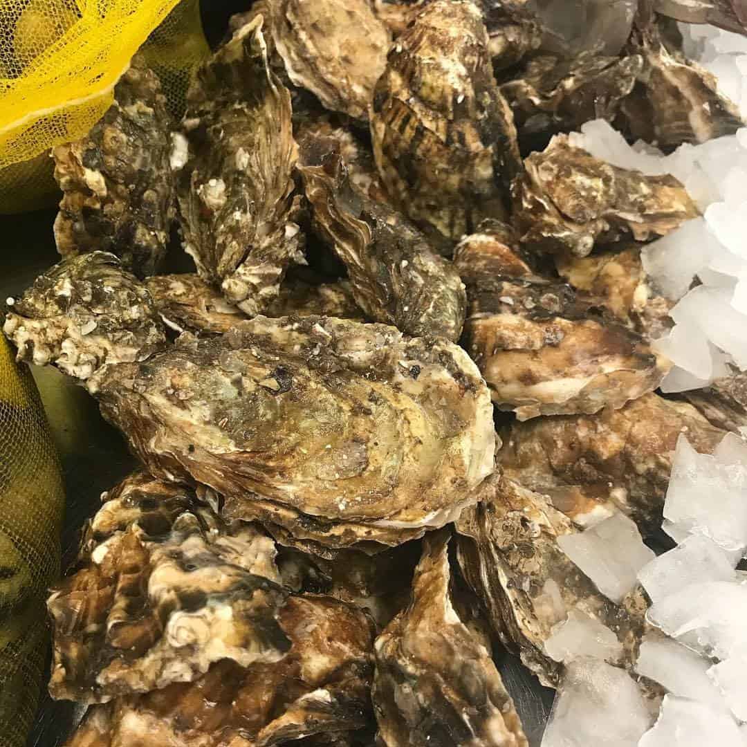 Scottish Oysters